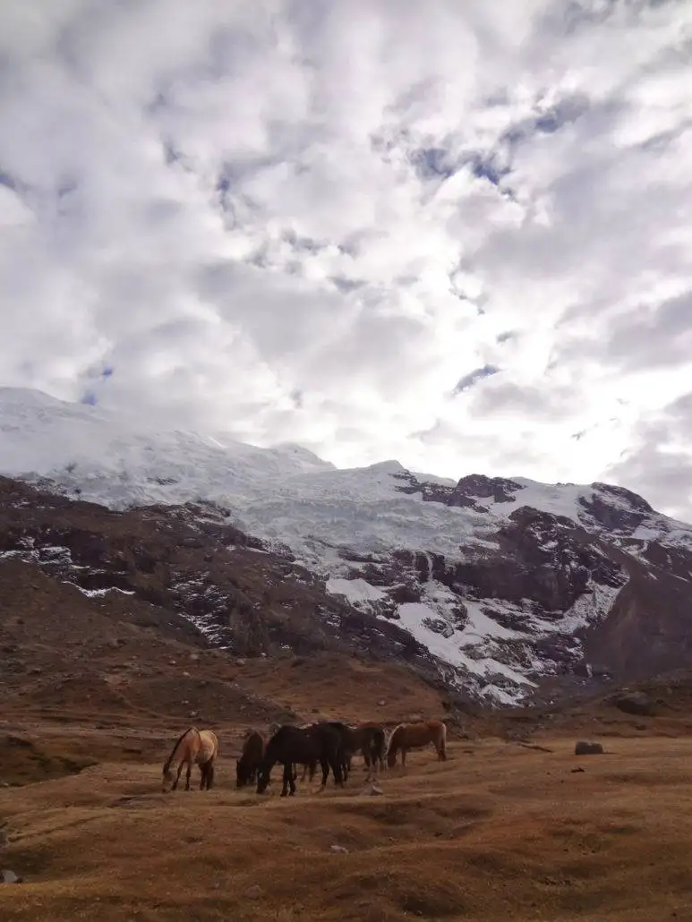 a group of horses grazing in the snow during the Apu Ausangate trekking.