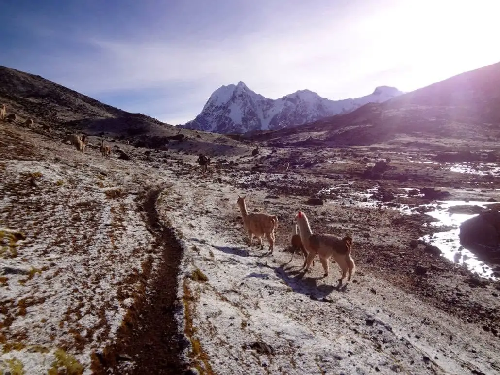 Llamas trekking on a snowy path with Ausangate Mountains in the background.