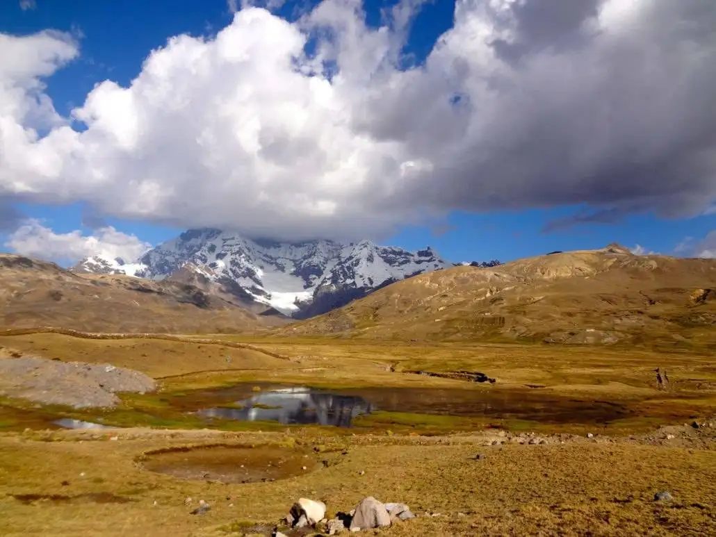 Sheep grazing in a grassy field with mountains in the background during the Apu Ausangate trekking.