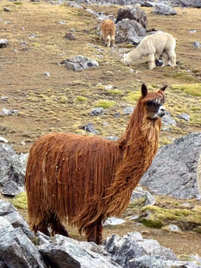A group of llamas trekking through a rocky field.