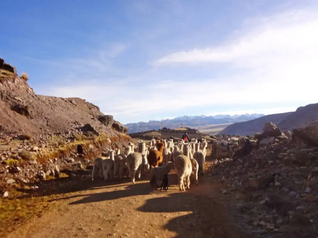 A herd of alpacas trekking down a dirt road near Ausangate.