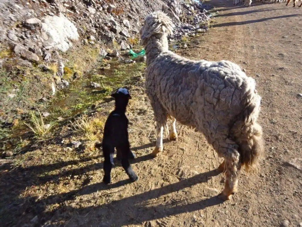 a lamb and a sheep standing together on the apu ausangate trekking.