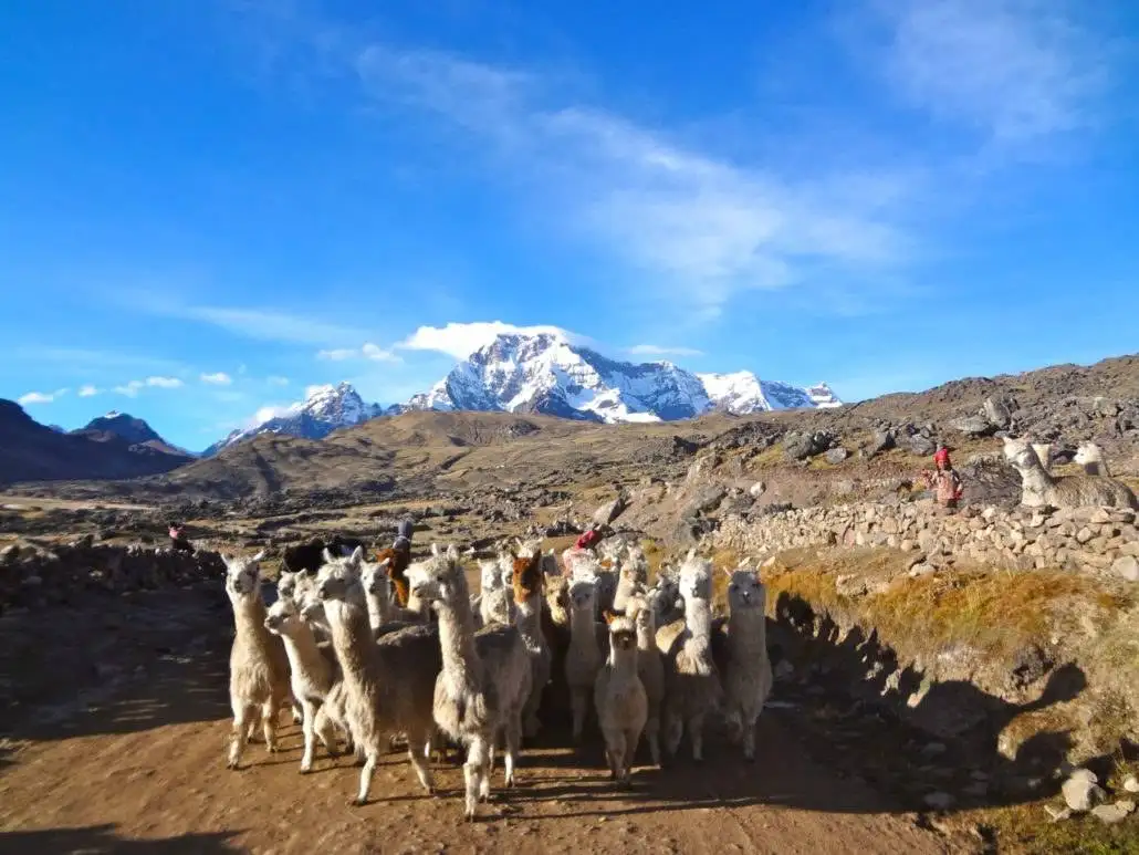 A herd of llamas trekking through Apu Ausangate with mountains in the background.