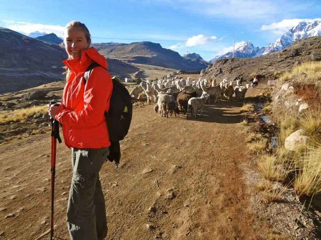 a woman in a red jacket standing next to a herd of sheep during the Apu Ausangate trekking.