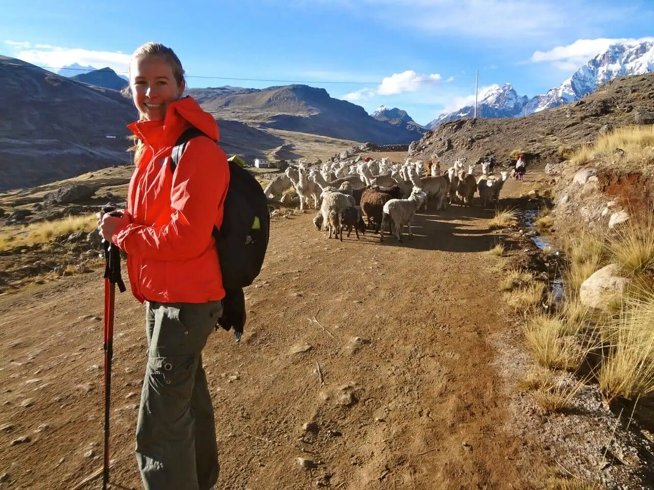 a woman in a red jacket standing next to a herd of sheep during the Apu Ausangate trekking.
