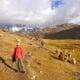 A woman is hiking the Apu Ausangate trekking trail with llamas.