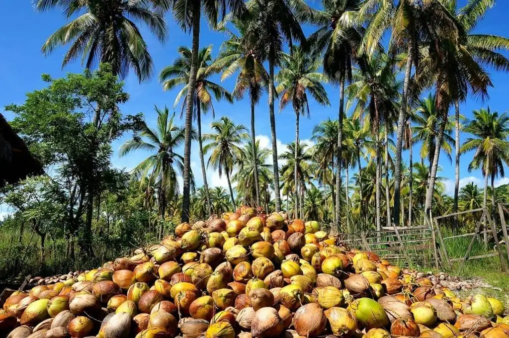 Camping in Komodo National Park surrounded by a pile of coconuts and a palm tree.
