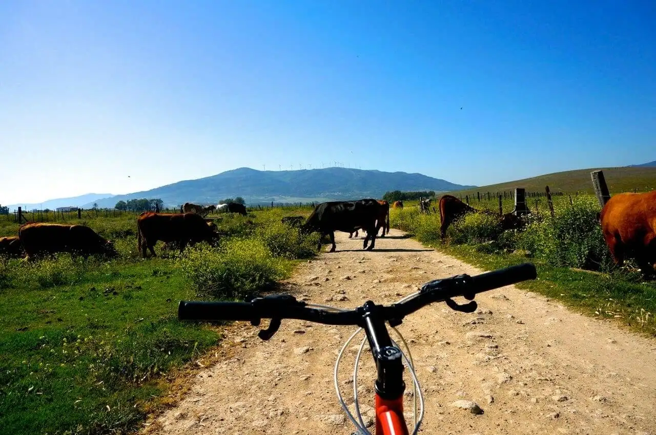 Mountain biking Tarifa with bulls on trail