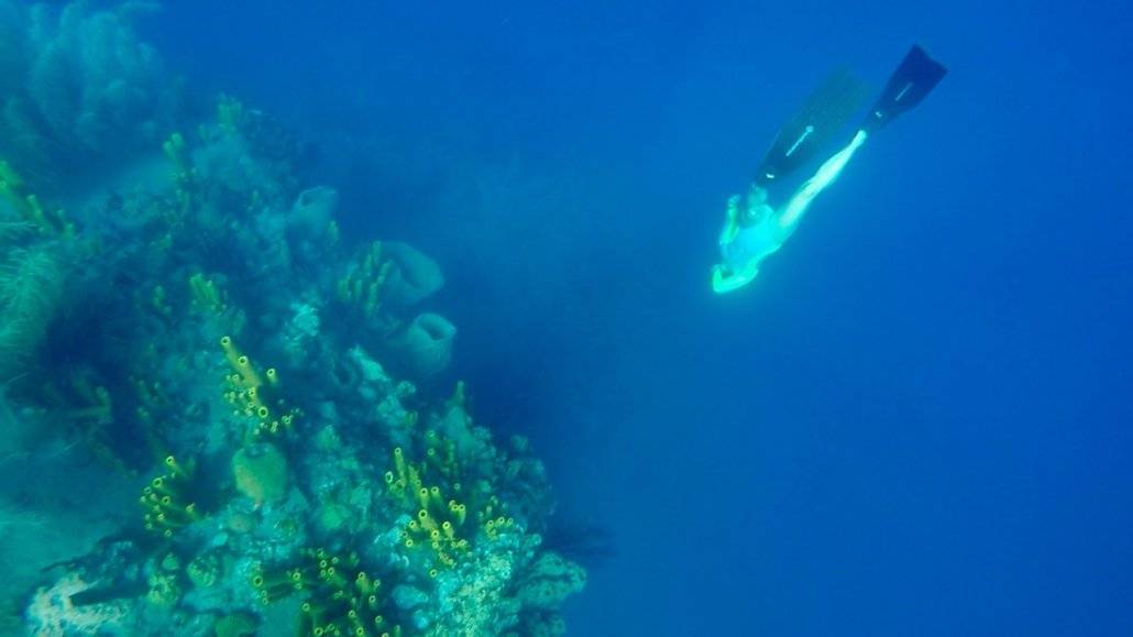 a person snorkling next to a coral reef.