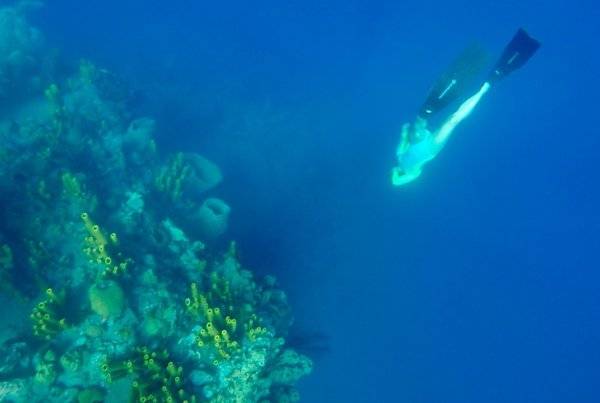 a person snorkling next to a coral reef.
