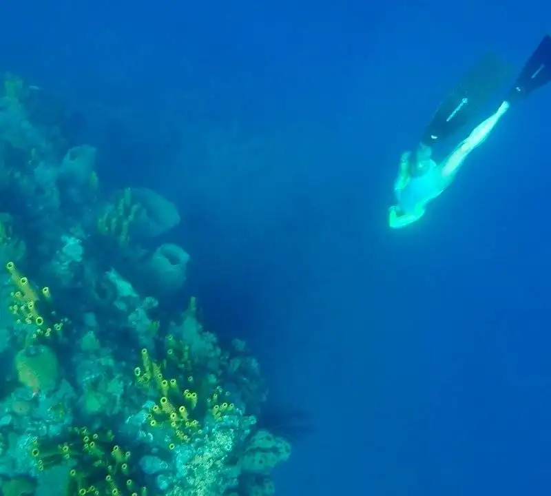 a person snorkling next to a coral reef.