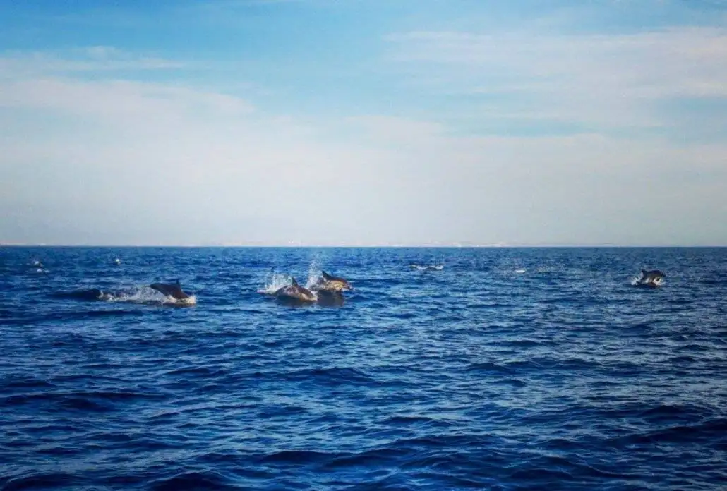A crew guide for hitchhikers sailing across the Atlantic encounters a group of dolphins in the ocean.