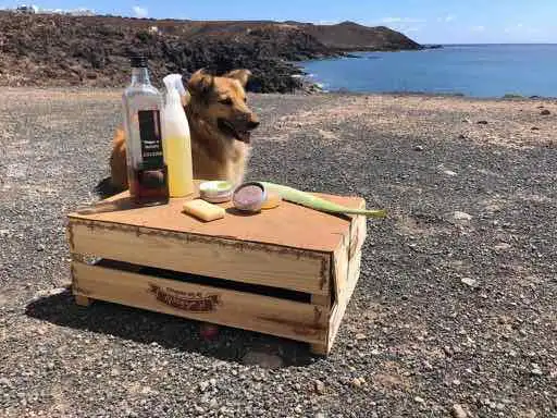 A dog sits on a wooden crate next to the ocean, offering chemical free shampoo.