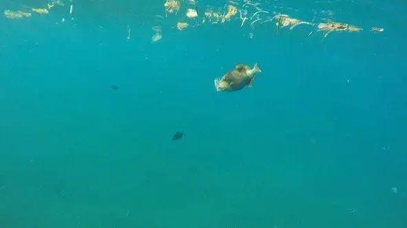 a group of fish swimming in the ocean.