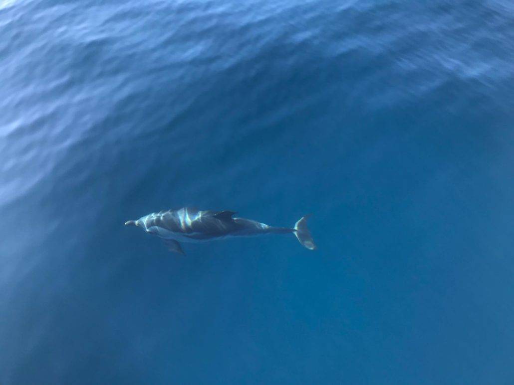 An aerial view of a sustainability-conscious dolphin swimming in the ocean.