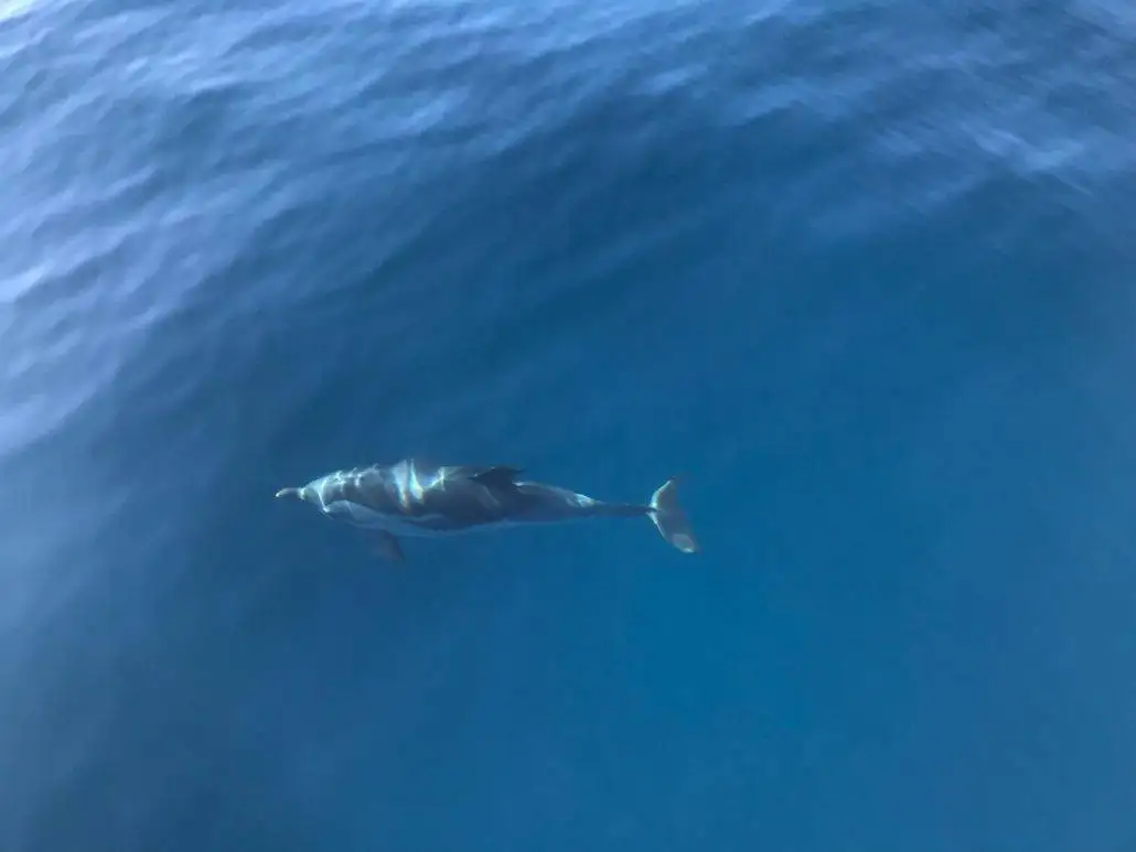 An aerial view of a sustainability-conscious dolphin swimming in the ocean.