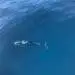 An oceanic sighting of a sustainable sailing dolphin.