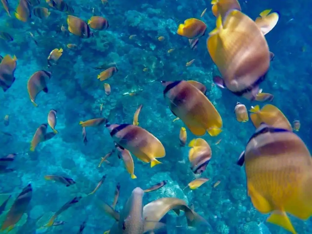 A group of yellow and orange fish swimming in the ocean protected by biodegradable sunscreen.