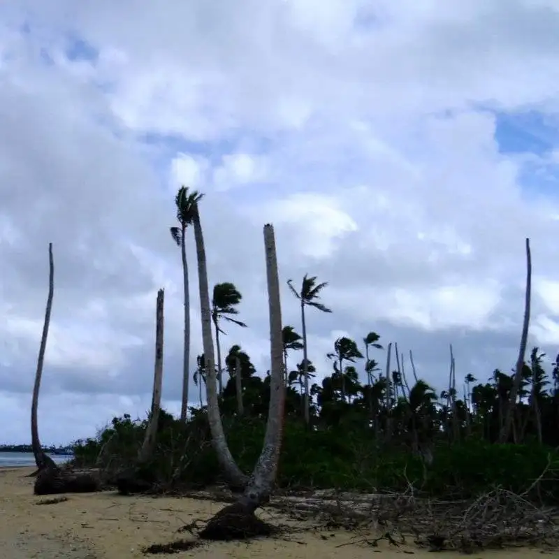 A sandy beach with palm trees serves as a visual representation of the effects of climate change.