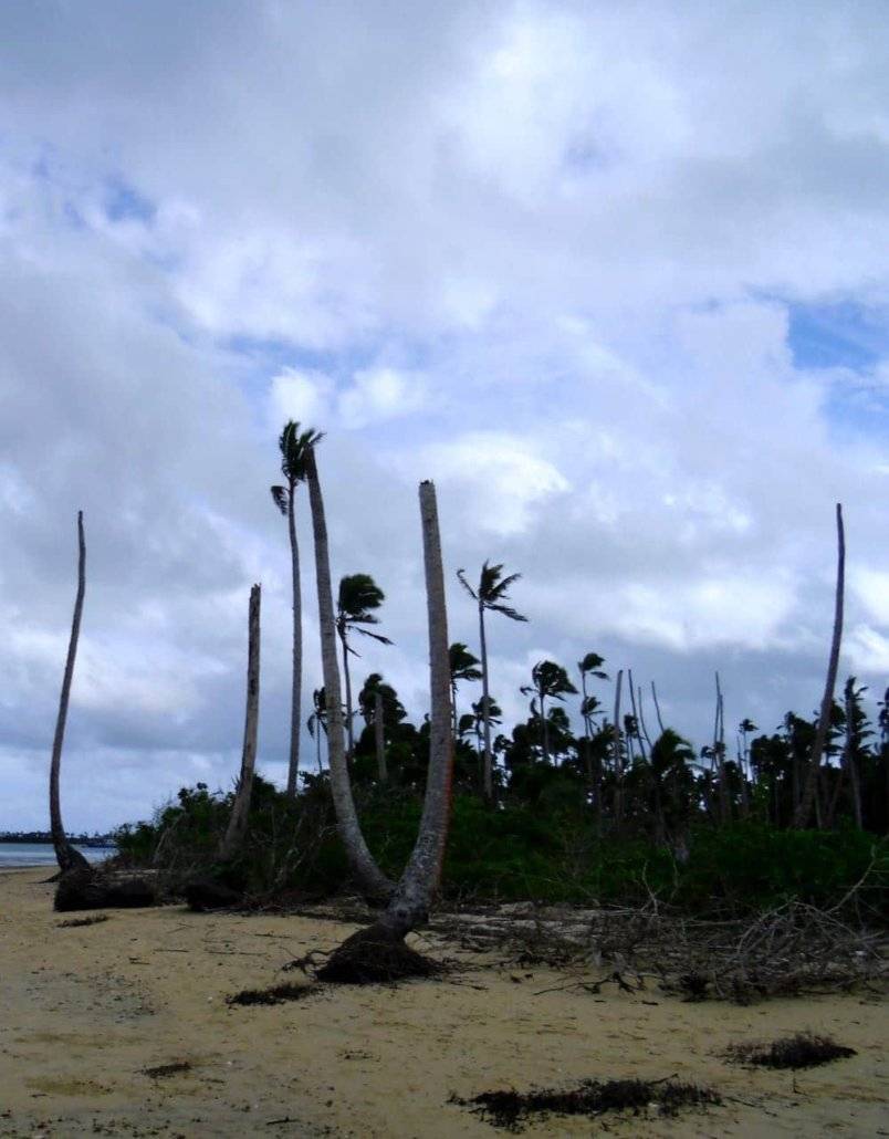 A sandy beach with palm trees serves as a visual representation of the effects of climate change.