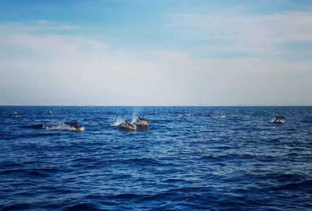 a group of dolphins gracefully navigating the ocean amidst sailing boats, unaffected by the spread of COVID-19.