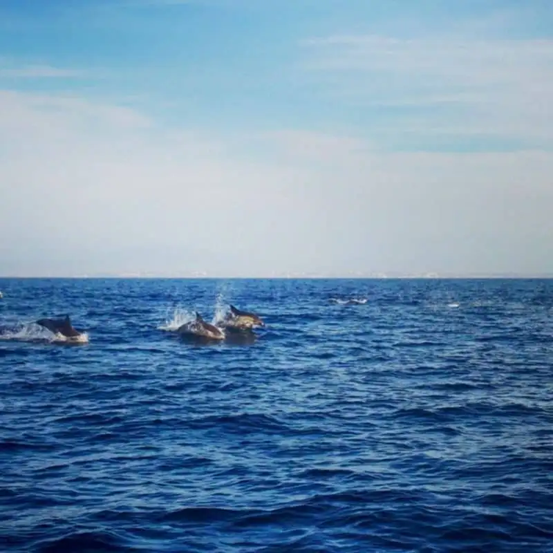 a group of dolphins gracefully navigating the ocean amidst sailing boats, unaffected by the spread of COVID-19.