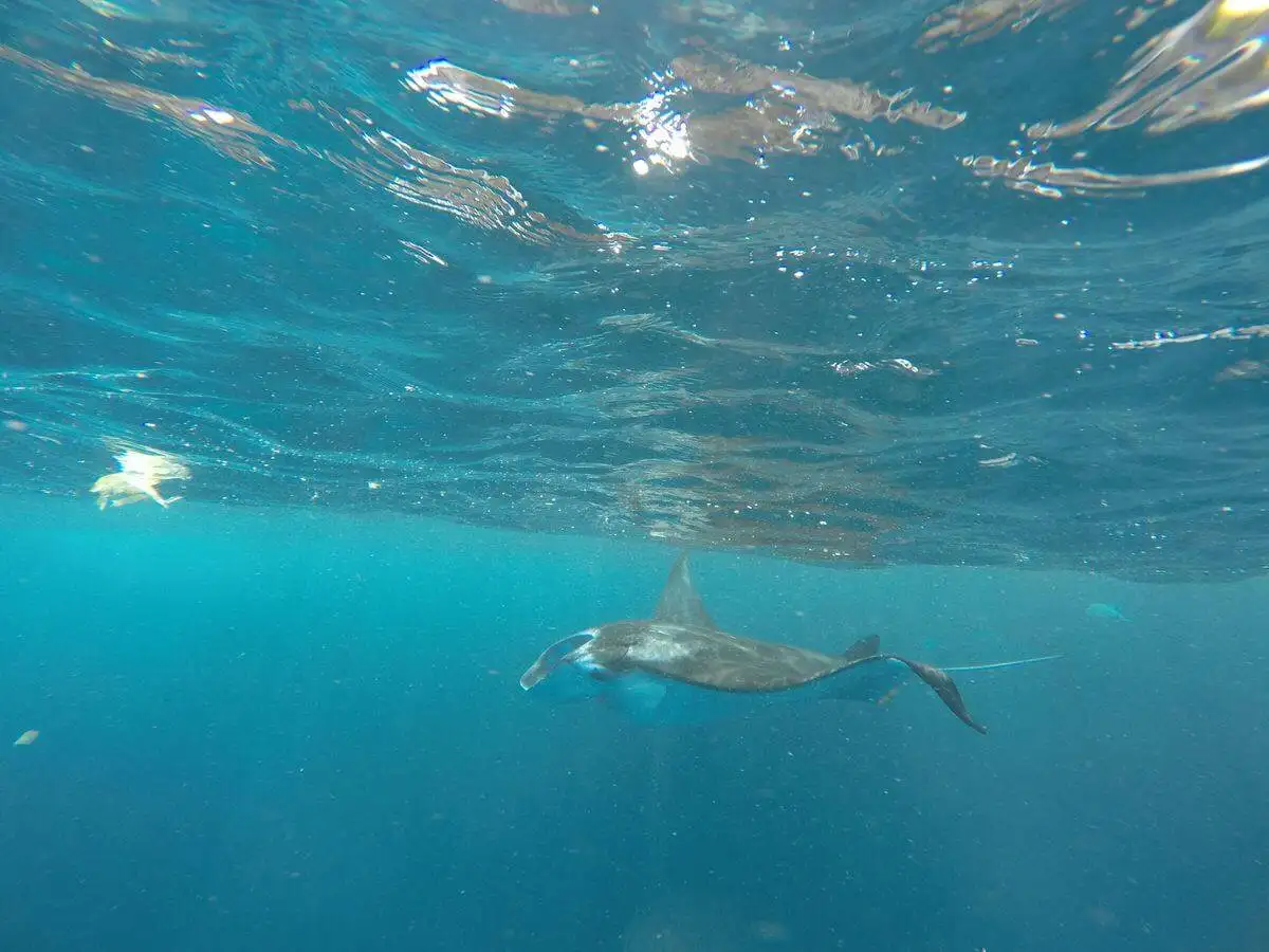 Many creatures depend and live in the Ocean.