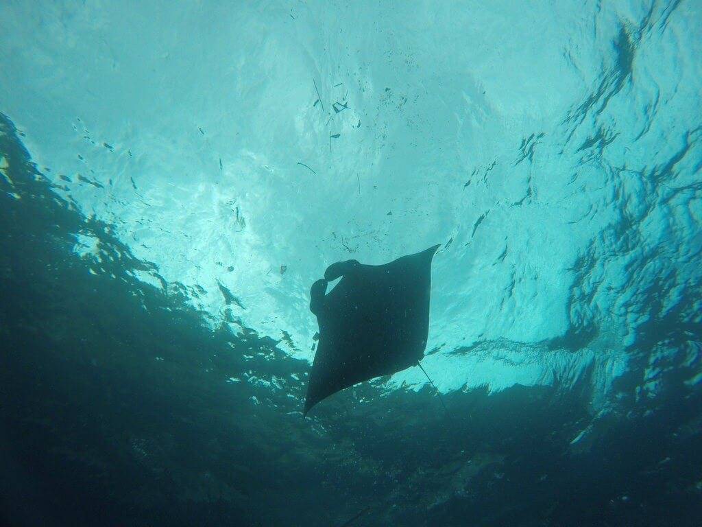A manta ray swimming in the water, supported by top ocean conservation organizations.