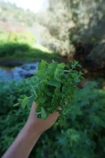 natural medicine online course