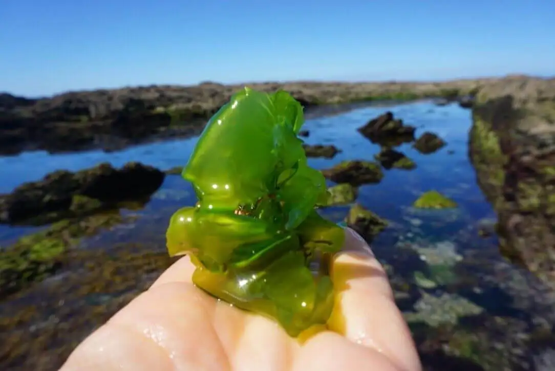 The Ocean is an important source of food.