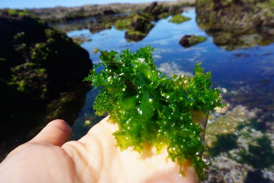 is seaweed good for you