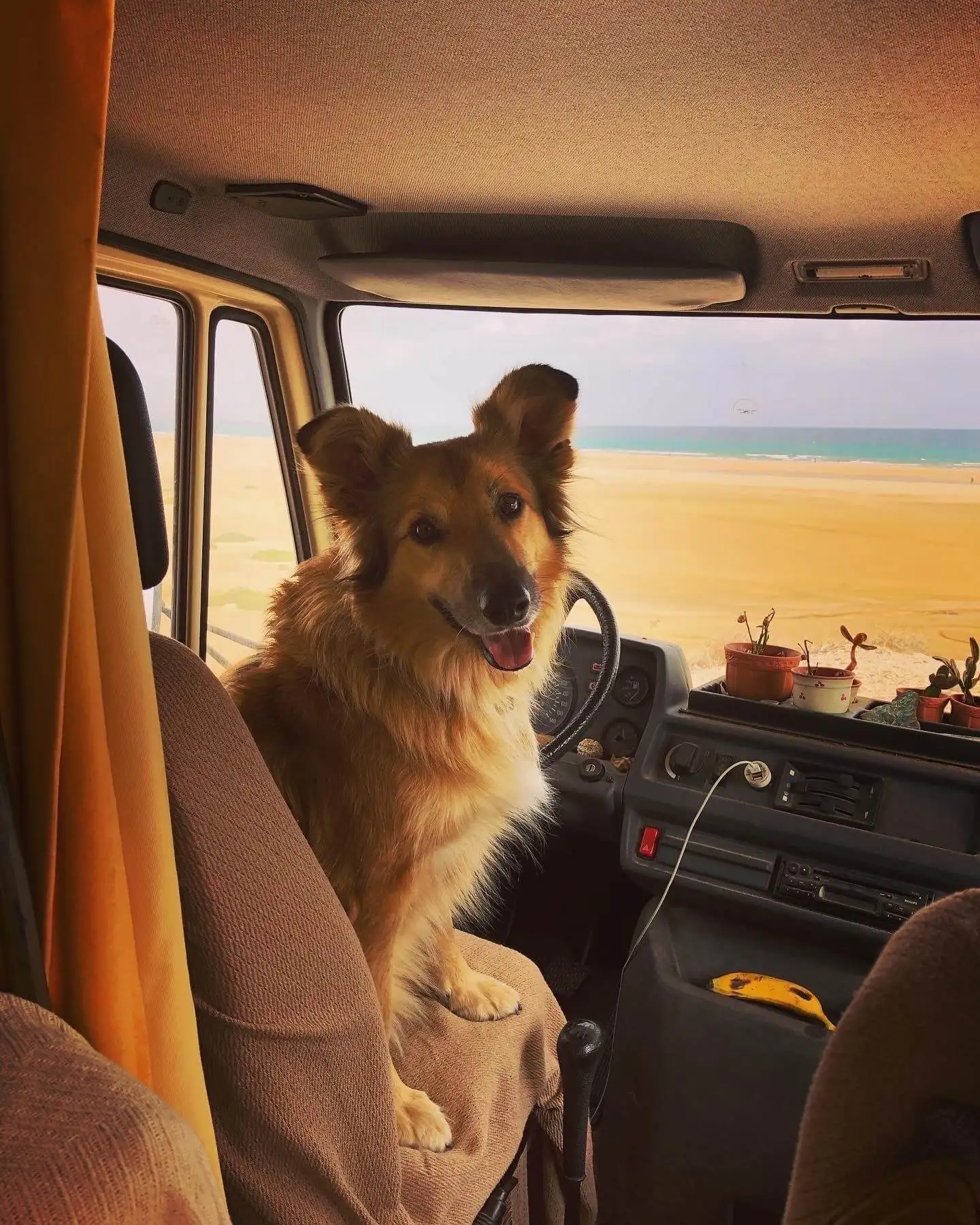 Suzanne's dog Wingo sitting in the driver's seat of a vanlife campervan.