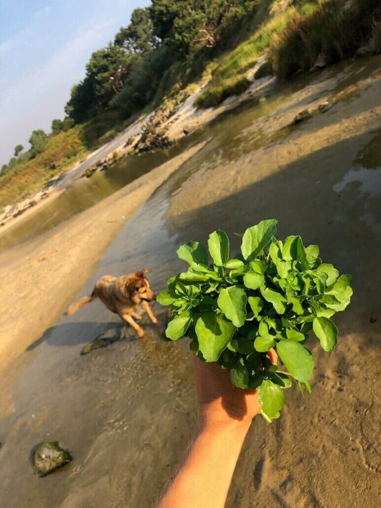 A person holding a plant in the water.