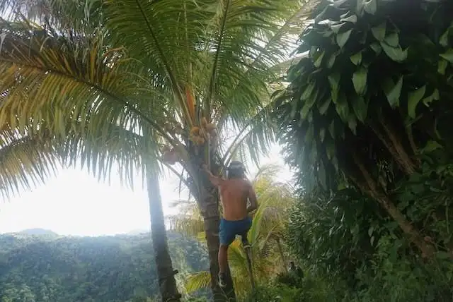Jonatan climbing a palm tree for coconuts on the Dominica jungle trail.