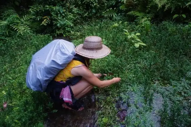 Suzanne foraging grasses on the Waitukubuli Trail.