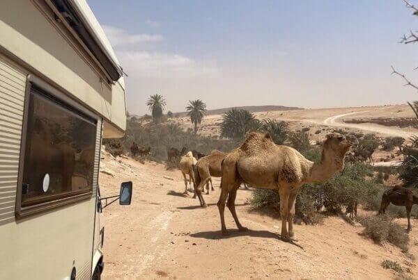 A camper van parked on a dusty desert road with several camels nearby. Palm trees and a clear blue sky are in the background.