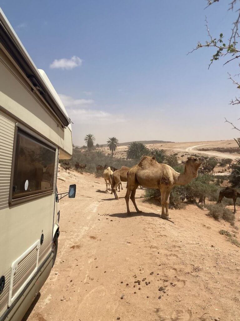 A camper van parked on a dusty desert road with several camels nearby. Palm trees and a clear blue sky are in the background.