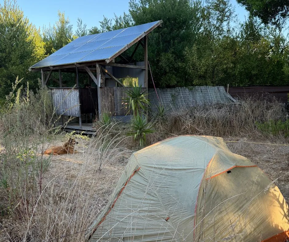 Tent pitched in dry grass next to a wooden structure on the Fisherman's Trail.