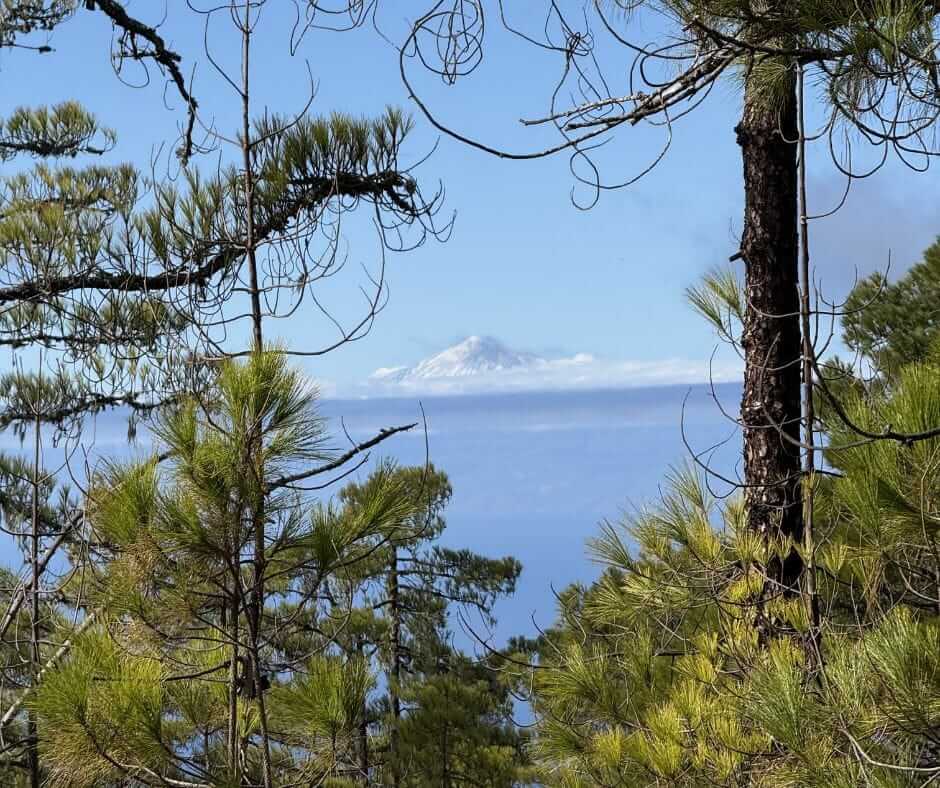 Snow-capped mountain peak visible in the distance through pine trees under a clear blue sky.