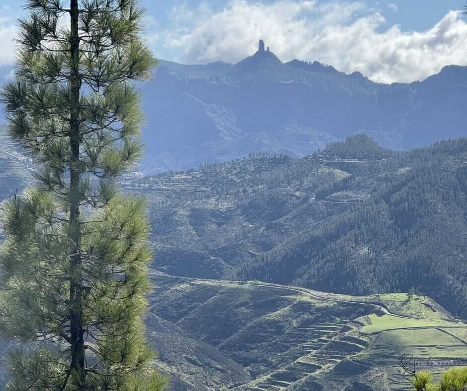 A tall pine tree in the foreground with terraced green hills and a mountain peak under a partly cloudy sky in the background.