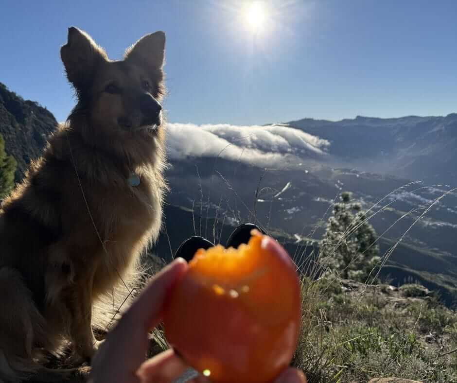 A dog sits on a hilltop next to a person holding a partially eaten persimmon, with mountains and a bright sun in the background.