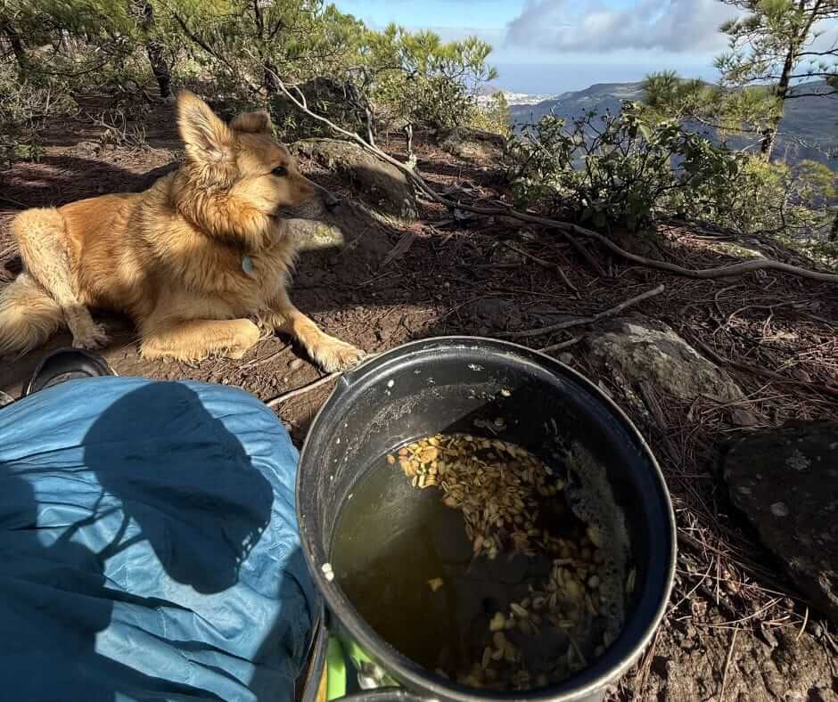 A tan dog lies on the ground next to a cooking pot with food, surrounded by rocks and trees, overlooking a distant valley.