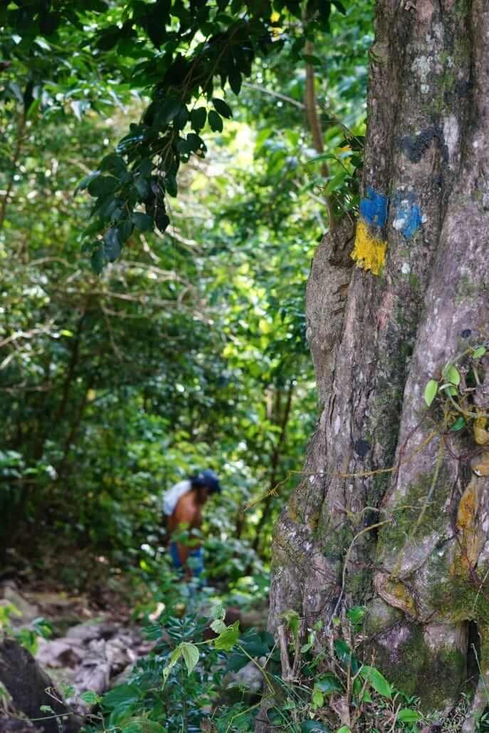 A large tree trunk marked with blue and yellow trail blazes in a dense jungle, with a hiker visible in the background.