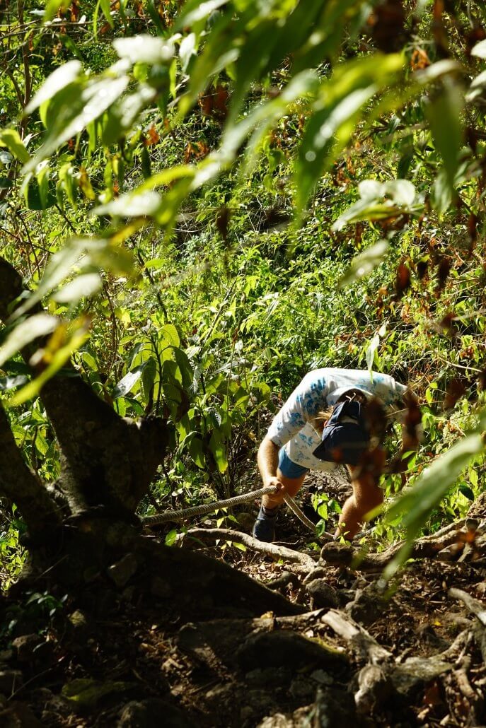 A person wearing a light blue shirt and shorts climbs a steep, wooded hillside surrounded by dense green foliage.