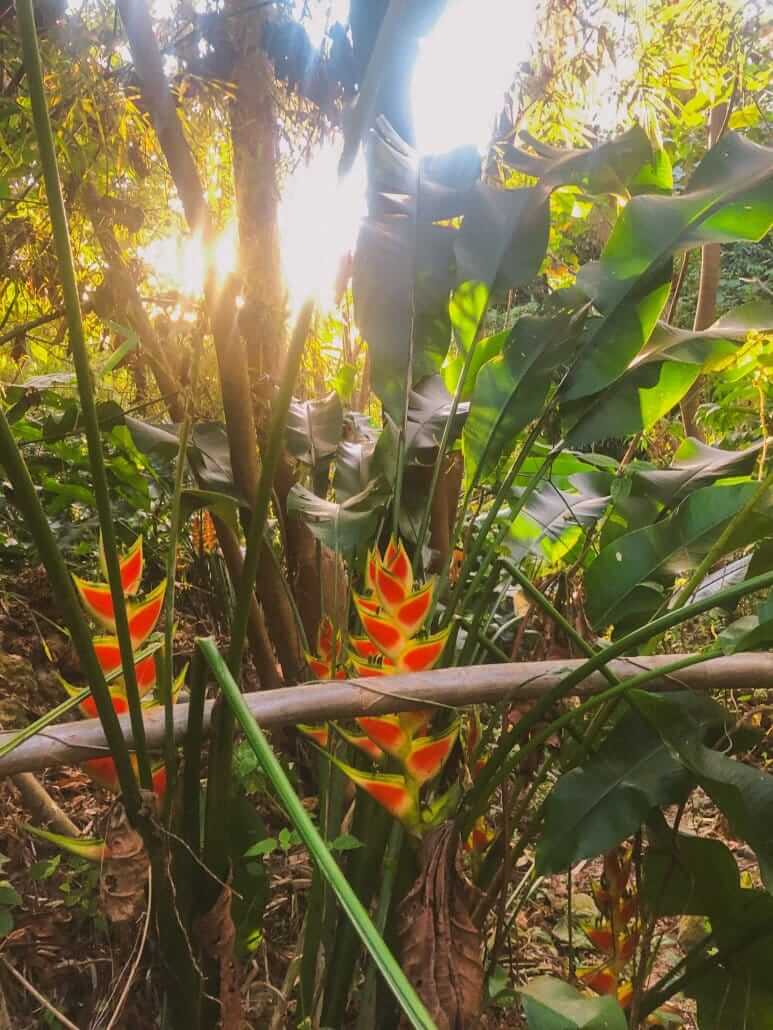 Sunlight filters through lush green foliage with bright orange and yellow heliconia flowers in the foreground of a tropical forest scene.
