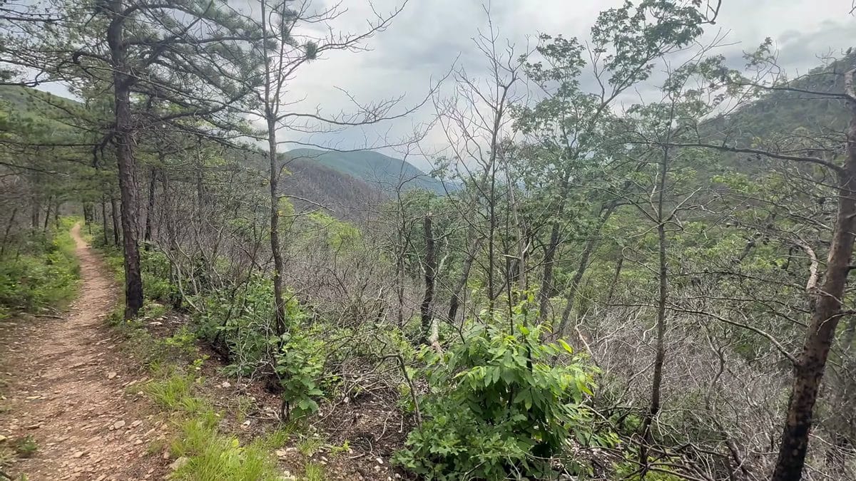 Scenic Appalachian Trail path winding through dense green forest with distant mountain valley views
