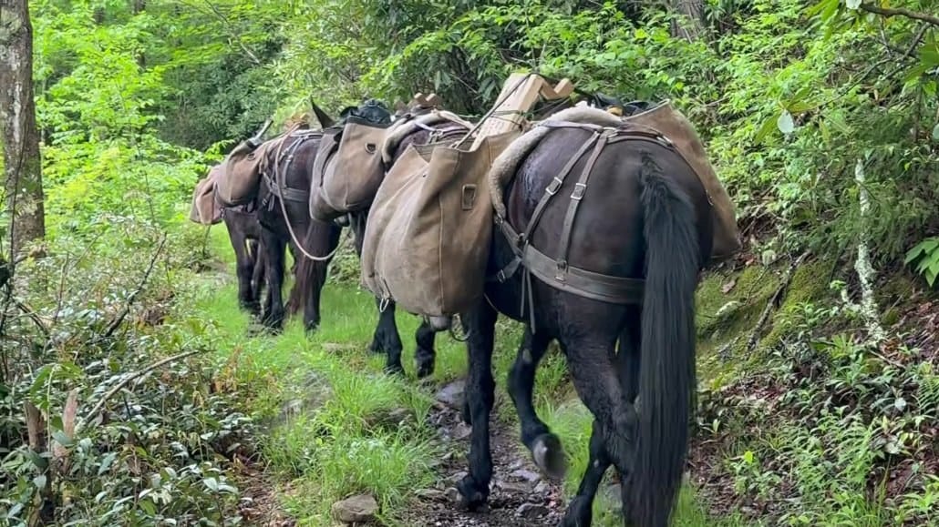 Several packhorses carrying large brown saddlebags walk single file along a narrow, green forest trail.
