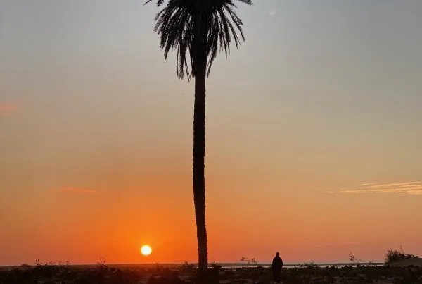 Lone palm tree at sunset in the Western Sahara desert near Dakhla, with a person and a dog walking in the distance.