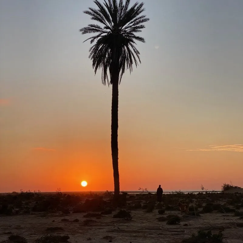 Lone palm tree at sunset in the Western Sahara desert near Dakhla, with a person and a dog walking in the distance.