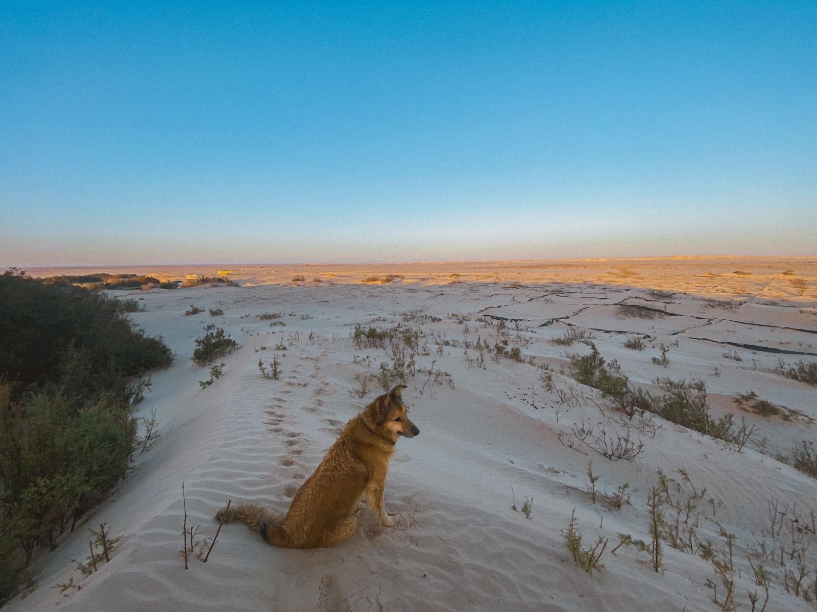 Wingo sitting on a sand dune at sunset in Morocco